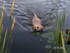 Labrador retriever Bølle
