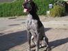 Korthåret hønsehund Betty  R.I.P<3 [ Himmelhund]