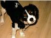 Cavalier king charles spaniel Mille