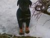 Rottweiler Primo R.I.P [ Himmelhund]
