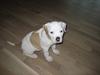 Blanding af racer Bosco R.I.P :(