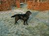 Flat coated retriever Bellis - Hvil i Fred [ Himmelhund]
