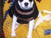 Dansk svensk gaardhund Pelle