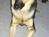Blanding af racer Dina (DØD i 2001) [ Himmelhund]