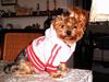 Yorkshire terrier Daisy Doll