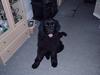 Newfoundlænder Ebba >>Fars Tøs<< [ Himmelhund]