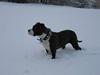 Amerikansk staffordshire terrier Caia