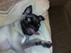 Mops Emil