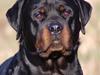 Rottweiler Phoco * Himmelhund 2018 *