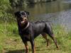 Rottweiler Maja * Himmelhund 2018 *