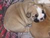 Engelsk bulldog Bertha