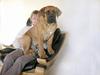 Boerboel Cozy død 11/7-06