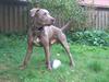 Amerikansk staffordshire terrier Cody