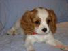Cavalier king charles spaniel Stella