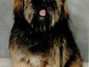 Lhasa apso Cille