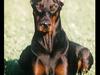 Dobermann (Fyrstinden) Chica R.I.P. [ Himmelhund]