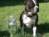 Staffordshire bull terrier Roxystaff Tyson