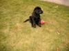 Labrador retriever Soffi<3
