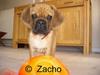 Blanding af racer Zacho