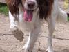 Field Trial spaniel Nickie