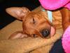 Dvaergpinscher Tarlyng