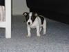 Jack russell terrier Luna