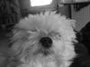 Lhasa apso totte - DØD*