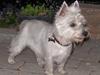 West highland white terrier Nanna