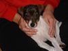 Dansk svensk gaardhund Cocio