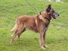 Malinois Bowy Mateo