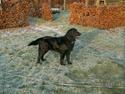 Flat coated retriever Bellis - Hvil i Fred