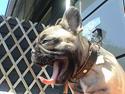 Fransk bulldog Sashimi