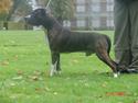 Amerikansk staffordshire terrier Jack (2004-2017)