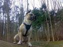 Amerikansk staffordshire terrier Eddie (2005-2018)