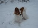 Papillon Tjita
