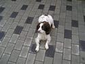 Engelsk springer spaniel Ruger