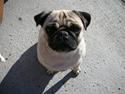 Mops * Diva *