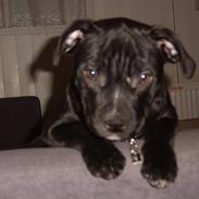 Staffordshire bull terrier Carla
