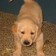Golden retriever Olsen