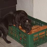 Staffordshire bull terrier Carla