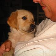 Golden retriever Olsen