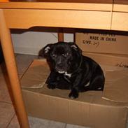 Staffordshire bull terrier Carla