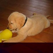 Golden retriever Olsen