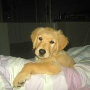 Golden retriever Olsen
