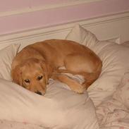 Golden retriever Olsen