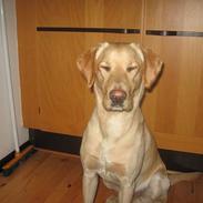 Labrador retriever Janus