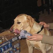 Labrador retriever Janus