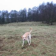 Labrador retriever Janus