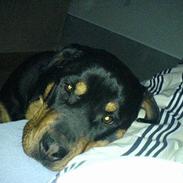 Rottweiler Toffi