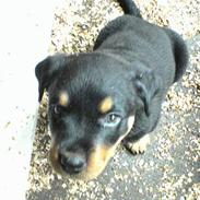 Rottweiler Toffi